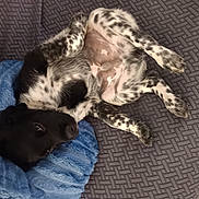 Brownie participe au concours pour gagner de l'argent avec cette photo : animal, belly_up, black_and_white, blanket, companion, couch, cozy, cute, dog, ears, fur, home, indoor, lying_down, paw, pet, relaxed, resting, snout, spotted