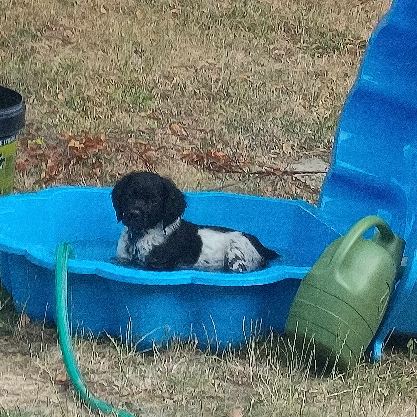 Brownie a rejoint le concours — aidez-le/la à gagner de superbes lots ! dog, puppy, kiddie_pool, blue_pool, grass, outdoor, yard, watering_can, green_watering_can, garden_hose, black_dog, white_dog, pet, animal, summer, relaxing, water, nature, small_dog, canine