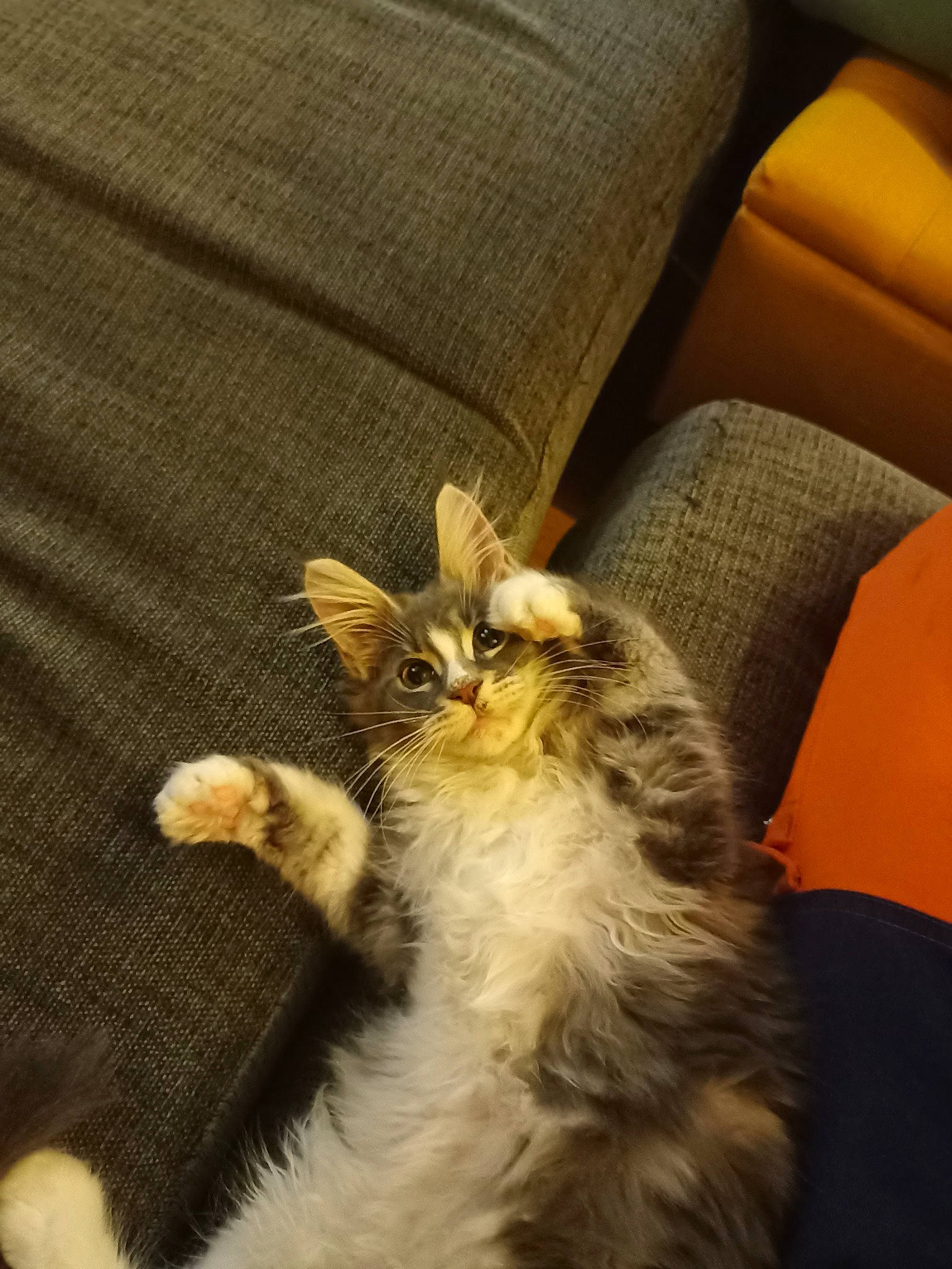 Simba