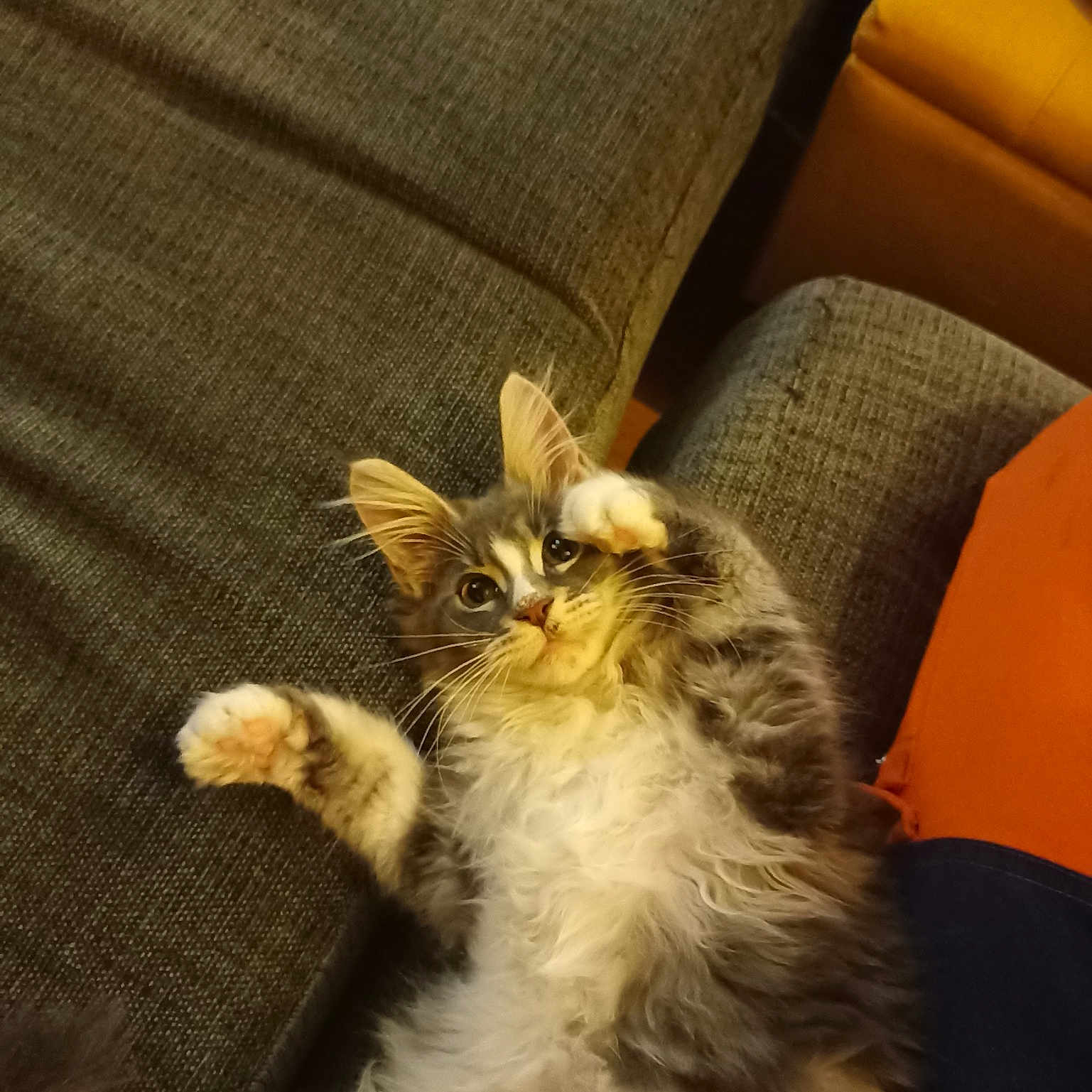 Simba