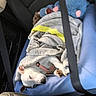 dog, sleeping, blanket, car_seat, seatbelt, plush_toy, blue_seat, white_dog, resting, cozy, pet, inside_car, nap, comfort, fur, animal, domestic_animal, relaxation, leisure, captive