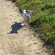 Glory participe au concours pour gagner de l'argent avec cette photo : dog, path, grass, outdoor, nature, sunlight, shadow, small_dog, walking, daylight, animal, pet, collar, greenery, trail, earth, summer, canine, quiet, scenic