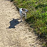 dog, path, grass, outdoor, nature, sunlight, shadow, small_dog, walking, daylight, animal, pet, collar, greenery, trail, earth, summer, canine, quiet, scenic