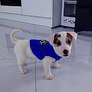 Rio participe au concours pour gagner de l'argent avec cette photo : animal, blue_jersey, brown_spots, curious, cute, dog, domestic_animal, ears, floor_reflection, indoor, looking_up, pet, playful, puppy, small_dog, standing, tail, tile_floor, white_fur, young_dog