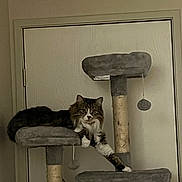 Mittens joined the competition — help win amazing prizes! animal, cat, cat_tree, cute, domestic_cat, door, feline, fluffy_cat, furniture, gray, home, indoor, lounging, paw, pet, play_toy, relaxed, resting, scratching_post, white