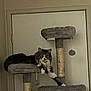 animal, cat, cat_tree, cute, domestic_cat, door, feline, fluffy_cat, furniture, gray, home, indoor, lounging, paw, pet, play_toy, relaxed, resting, scratching_post, white