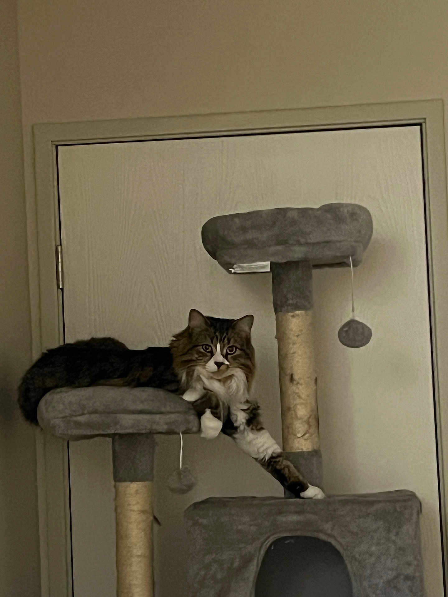 Mittens