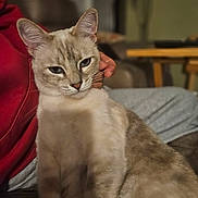 Kitty joined the competition — help win amazing prizes! blue_eyes, blurred_background, calm, cat, closeup, domestic_animal, feline, fur, gray_pants, hand, home, indoor, person, pet, portrait, red_hoodie, relaxing, sitting, sofa, whiskers
