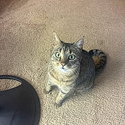 Cleopatra is registered to the contest to win money with this photo: animal, carpet, cat, curious, cute, domestic_cat, ears, feline, floor, fur, green_eyes, house, indoor, looking_up, mammal, pet, sitting, tabby, tail, whiskers