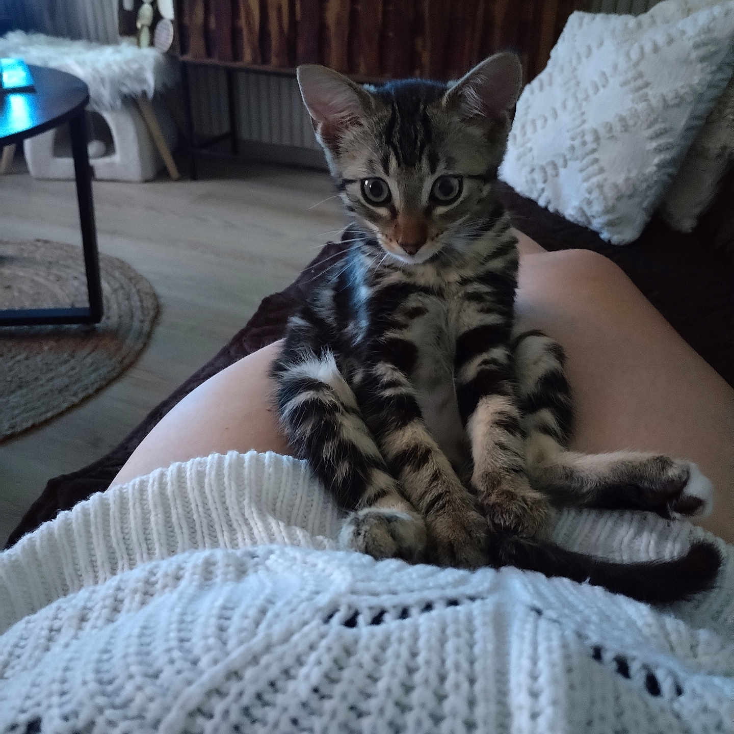 Fripouille participe au concours pour gagner de l'argent avec cette photo : abyssinian, animal, architecture, blanket, building, cat, chair, clothing, couch, cushion, desk, furniture, homedecor, indoors, kitten, livingroom, manx, pet, room, table