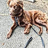 alert, animal, brown_dog, canine, collar, curb, dog, fur, gravel, leash, mammal, nature, outdoor, park, pavement, pet, relaxed, resting, side_view, sunlight
