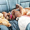 backseat, blanket, brown_dog, canine, car_interior, collar, companion, cozy, dog, dogs, domestic_animal, fur, leather_seat, napping, pet, relaxation, resting, sleeping, tan_dog, vehicle