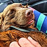 animal, brown_dog, canine, car_interior, close_up, collar, comfort, companion, cozy, dog, fur, hand, happy, human_touch, person, pet, portrait, relaxed, seat, striped_clothing