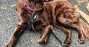 Babygirl joined the competition — help win amazing prizes! animal, brown_dog, canine, chain_link_fence, collar, companion, curb, daylight, dog, domestic_animal, fur, gravel, leash, mammal, nature, outdoor, pavement, pet, resting, side_view