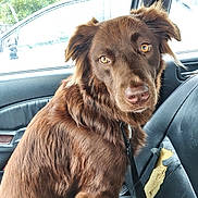 Babygirl is registered to the contest to win money with this photo: amber_eyes, animal, brown_dog, canine, car_interior, car_seat, close_up, daylight, dog, domestic_animal, fur, indoor, leash, looking, pet, portrait, rain, seat, seat_damage, window