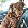 amber_eyes, animal, brown_dog, canine, car_interior, car_seat, close_up, daylight, dog, domestic_animal, fur, indoor, leash, looking, pet, portrait, rain, seat, seat_damage, window