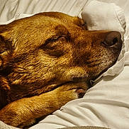 Golly is registered to the contest to win money with this photo: animal, bed, blanket, brown_dog, canine, close_up, comfort, cozy, dog, domestic_animal, fur, indoors, napping, paw, pet, pillow, relaxation, resting, sleeping, snout