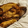 animal, bed, blanket, brown_dog, canine, close_up, comfort, cozy, dog, domestic_animal, fur, indoors, napping, paw, pet, pillow, relaxation, resting, sleeping, snout