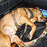 animal, blanket, brown_dog, canine, car_interior, closeup, dog, domestic_animal, fur, harness, indoor, leash, leather, paw, pet, relaxed, resting, seat, sleeping, transportation