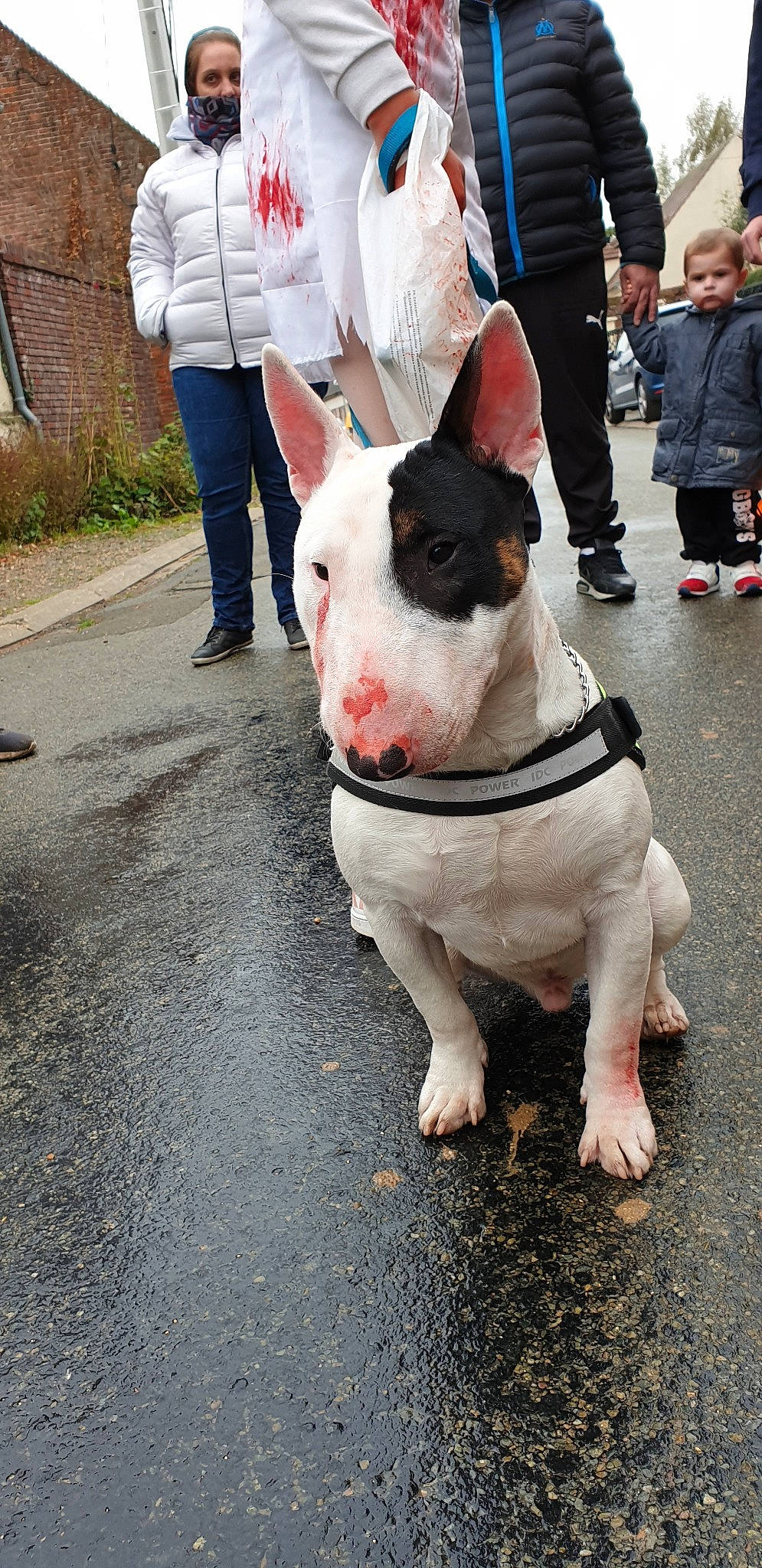 Jiren a rejoint le concours — aidez-le/la à gagner de superbes lots ! boston_terrier, bull_terrier, bull_terrier_miniature, bulldog, carnivoran, dog, dog_breed, dog_breed_group, dog_like_mammal, fun, mammal, non_sporting_group, person, snapshot, snout, street, vertebrate