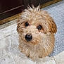 Bambi is registered to the contest to win money with this photo: dog, puppy, curly_fur, brown_fur, pet, cute, looking_up, floor, indoor, tile_floor, mat, small_dog, animal, fur, young_dog, adorable, domestic_animal, canine, friendly, companion