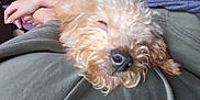 Bambi is registered to the contest to win money with this photo: animal, casual_clothing, close_up, comfort, companion, cozy, curly_hair, cute, dog, domestic, fur, human_arm, human_foot, indoor, lap, napping, pet, relaxed, resting, sleeping
