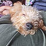 animal, casual_clothing, close_up, comfort, companion, cozy, curly_hair, cute, dog, domestic, fur, human_arm, human_foot, indoor, lap, napping, pet, relaxed, resting, sleeping