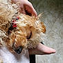 Bambi is registered to the contest to win money with this photo: animal, close_up, collar, comfort, cozy, curly_fur, dog, domestic_animal, floor, fur, hand, human_hand, indoor, nap, paw, pet, red_collar, resting, sleeping, tile_floor