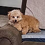 dog, fluffy, brown, pet, indoor, chair, armrest, cozy, home, cute, small_dog, relaxed, furniture, living_room, domestic, canine, resting, soft, companion, animal