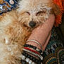 animal, arm, beads, bracelets, casual, close_up, comfort, cozy, curly_fur, cute, dog, fluffy, jewelry, orange_throw, patterned_clothing, person, pet, relaxation, resting, sleeping
