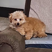 Bambi joined the competition — help win amazing prizes! armchair, canine, companion, cozy, cute, dog, fluffy, fur, furniture, home, indoor, light_brown, living_room, lounging, pet, relaxed, resting, scruffy, small_dog, wall_outlet