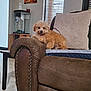 dog, puppy, brown_leather_couch, armrest, window, blinds, painting, indoor, pet, furniture, cozy, curious, fluffy, small_dog, home, living_room, table, decor, relaxing, cute