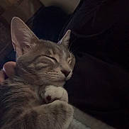 Bodhi joined the competition — help win amazing prizes! cat, tabby_cat, pet, sleeping, sleepy, relaxed, indoor, blanket, cozy, feline, whiskers, ears, paws, fur, gray_fur, striped, close_up, portrait, lounging, low_light