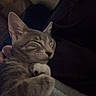 cat, tabby_cat, pet, sleeping, sleepy, relaxed, indoor, blanket, cozy, feline, whiskers, ears, paws, fur, gray_fur, striped, close_up, portrait, lounging, low_light