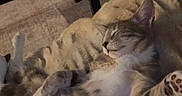 Bodhi is registered to the contest to win money with this photo: cat, tabby, pet, animal, sleeping, relaxed, belly_up, paws, paw_pads, fur, striped, whiskers, ears, indoor, living_room, blanket, cozy, coffee_table, bowl, portrait