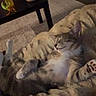 cat, tabby, pet, animal, sleeping, relaxed, belly_up, paws, paw_pads, fur, striped, whiskers, ears, indoor, living_room, blanket, cozy, coffee_table, bowl, portrait