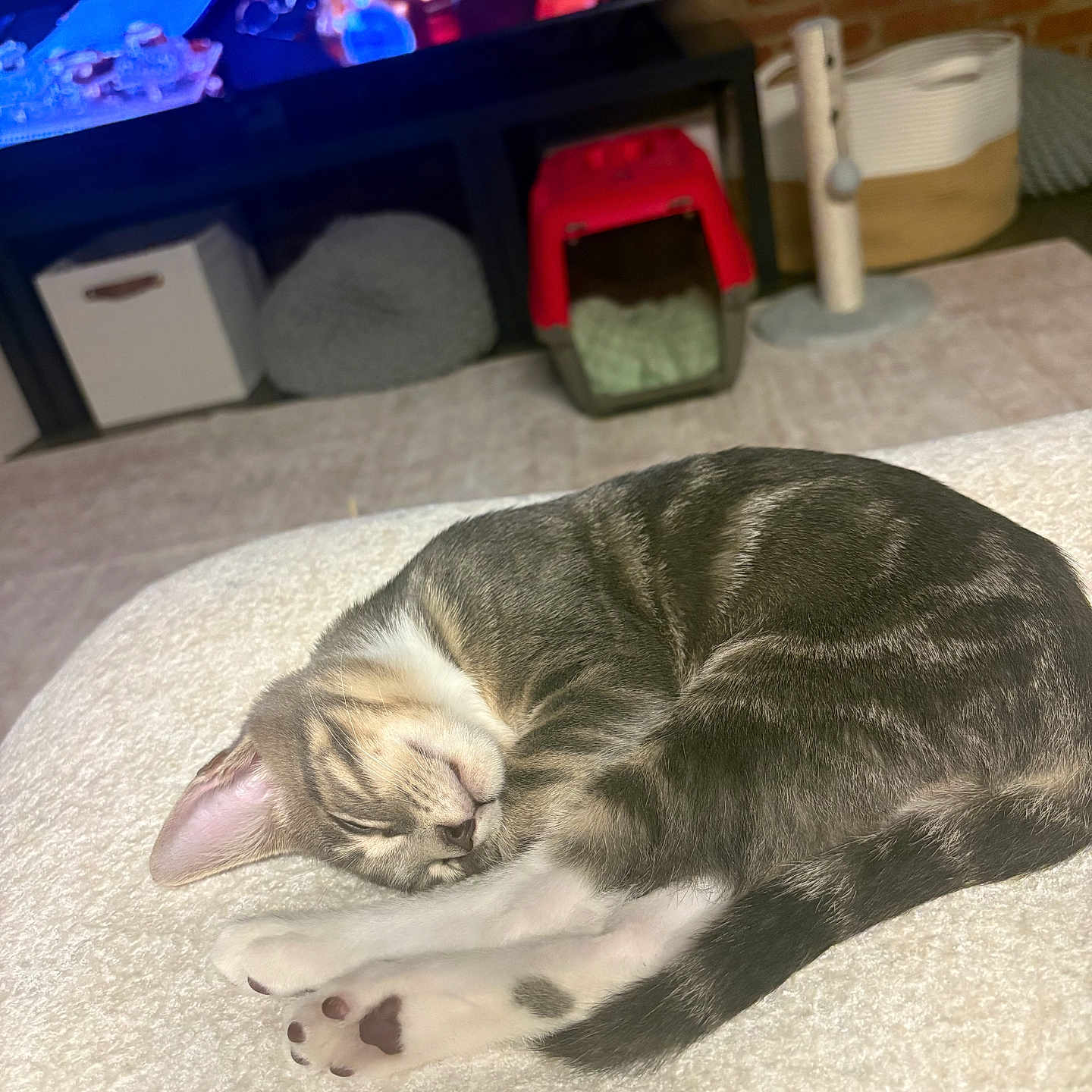 Bodhi