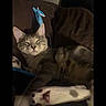 Bodhi joined the competition — help win amazing prizes! cat, tabby_cat, sleepy, lounging, couch, indoor, pet, feline, whiskers, ears, paws, stretched_leg, relaxed, brown_fur, striped_fur, cozy, dim_lighting, portrait, camera_interface, home