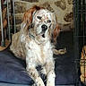animal, brown, canine, collar, companion, crate, cushion, dog, floor, fur, indoor, long_ears, lounging, pet, relaxed, resting, speckled, spotted, stone_wall, white