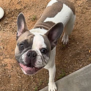 Kimbo joined the competition — help win amazing prizes! french_bulldog, dog, pet, animal, outdoor, dirt, concrete, ears, face, eyes, mouth, legs, white, brown, short_hair, cute, curious, standing, looking_up, canine
