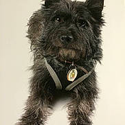 Speedy is registered to the contest to win money with this photo: