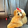 dog, puppy, small_dog, fluffy, brown, cream, red_bow, sitting, lounging, car, car_seat, leather, interior, portrait, pet, cute, adorable, looking_at_camera, animal, companion