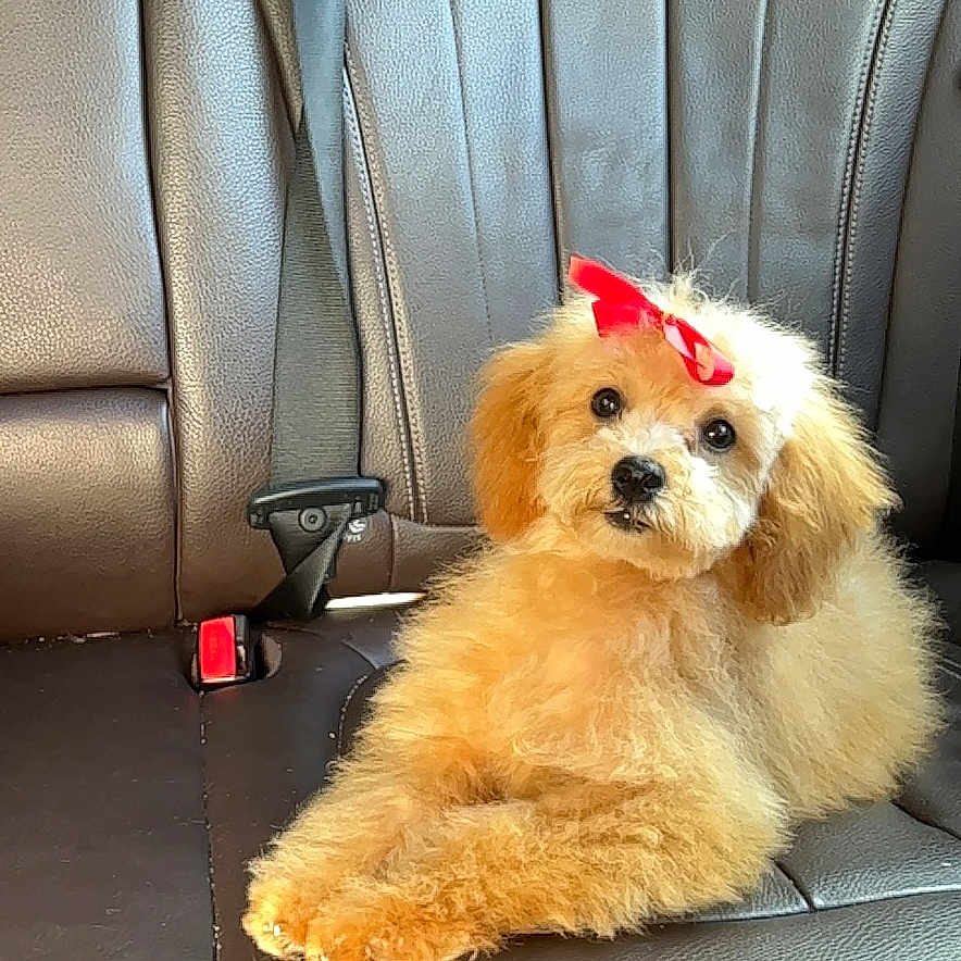 Daisy