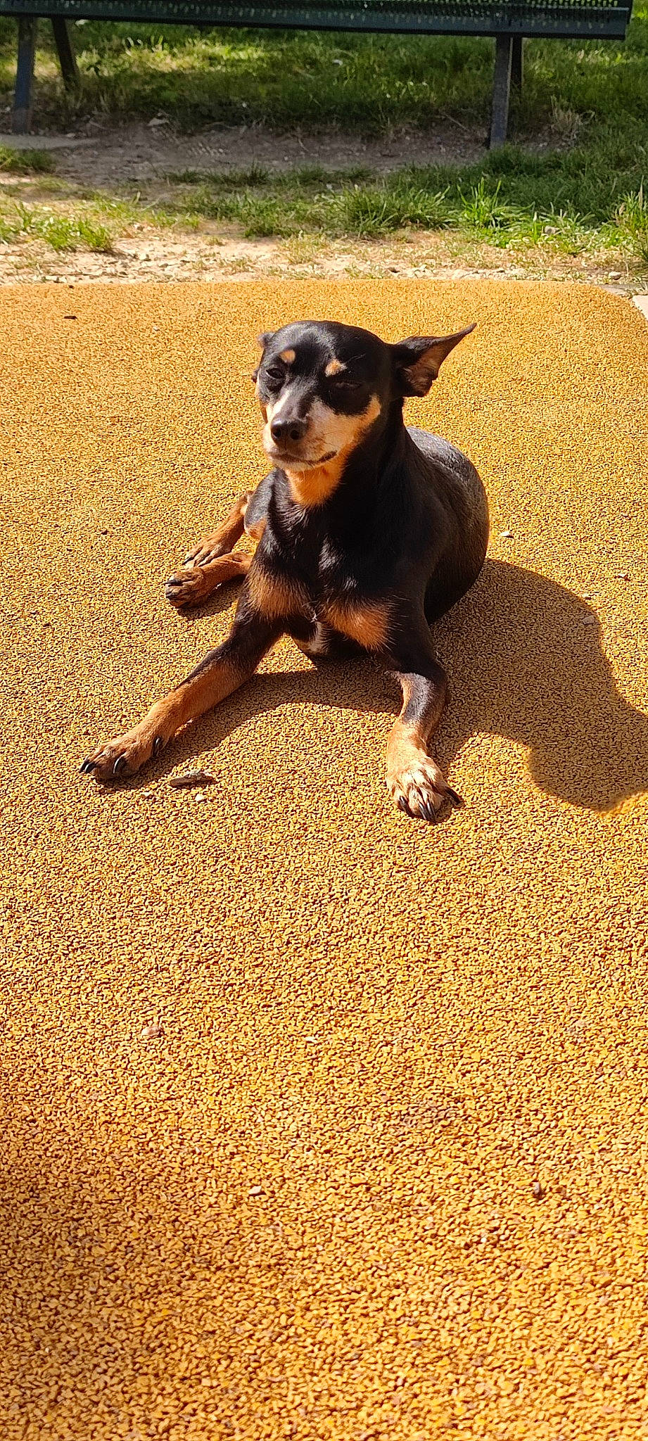 Jeena participe au concours pour gagner de l'argent avec cette photo : canidae, carnivore, collar, companion_dog, dog, dog_breed, fawn, grass, guard_dog, paw, plant, shadow, snout, soil, sporting_group, tail, terrestrial_animal, toy_dog, working_animal, working_dog