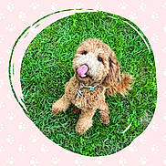 Skye is registered to the contest to win money with this photo: animal, collar, collar_tag, curly_fur, cute, dog, fluffy, fur, grass, greenery, happy, outdoor, paw_prints, pet, pink_border, playful, portrait, sitting, tongue, tongue_out