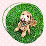 animal, collar, collar_tag, curly_fur, cute, dog, fluffy, fur, grass, greenery, happy, outdoor, paw_prints, pet, pink_border, playful, portrait, sitting, tongue, tongue_out
