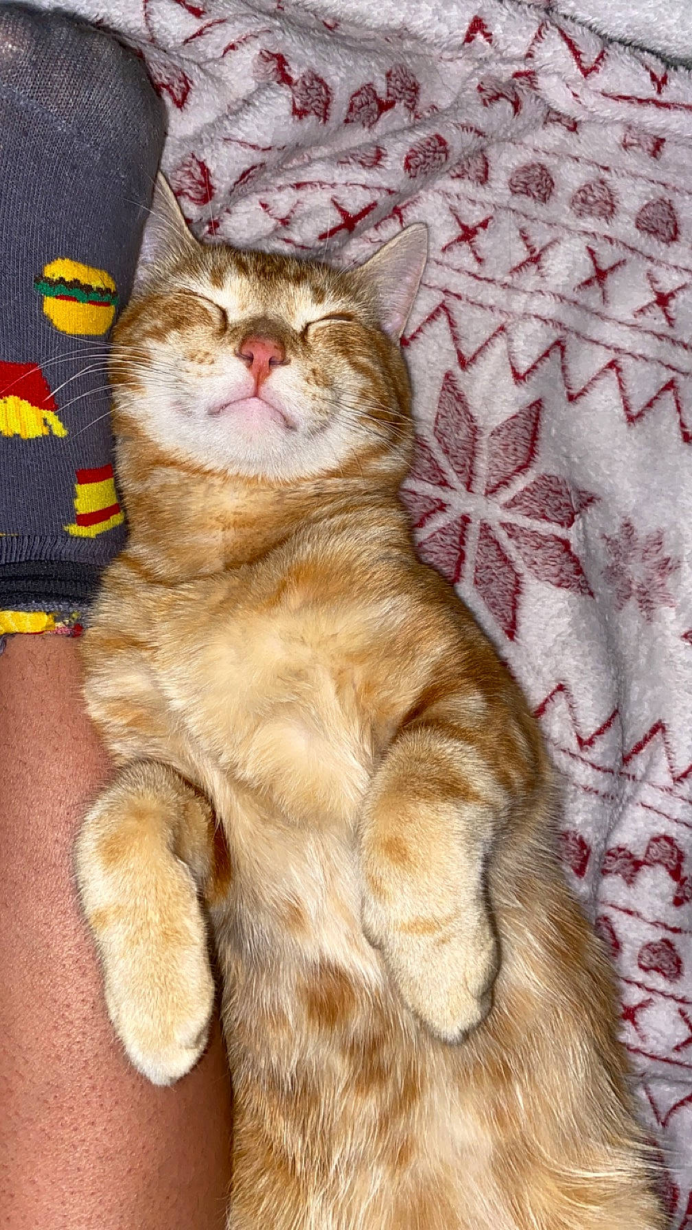 Goku joined the competition — help win amazing prizes! carnivore, cat, claw, comfort, domestic_short_haired_cat, felidae, fur, nap, pattern, paw, small_to_medium_sized_cats, snout, tail, terrestrial_animal, whiskers