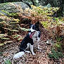 Django participe au concours pour gagner de l'argent avec cette photo : adventure, border_collie, dog_breed, dog_breed_group, dog_like_mammal, forest, grass, karelian_bear_dog, leaf, plant, trail, tree, woodland