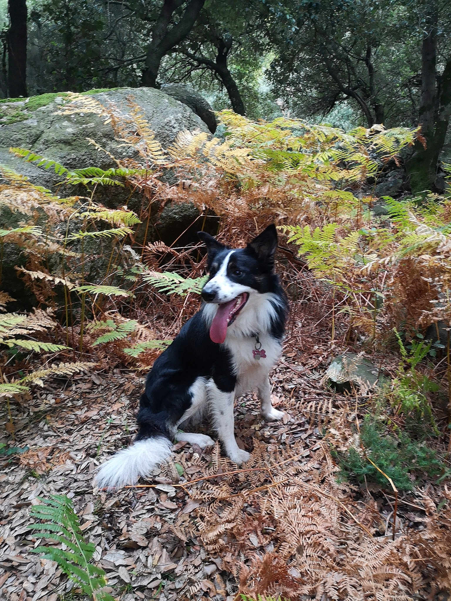 Django