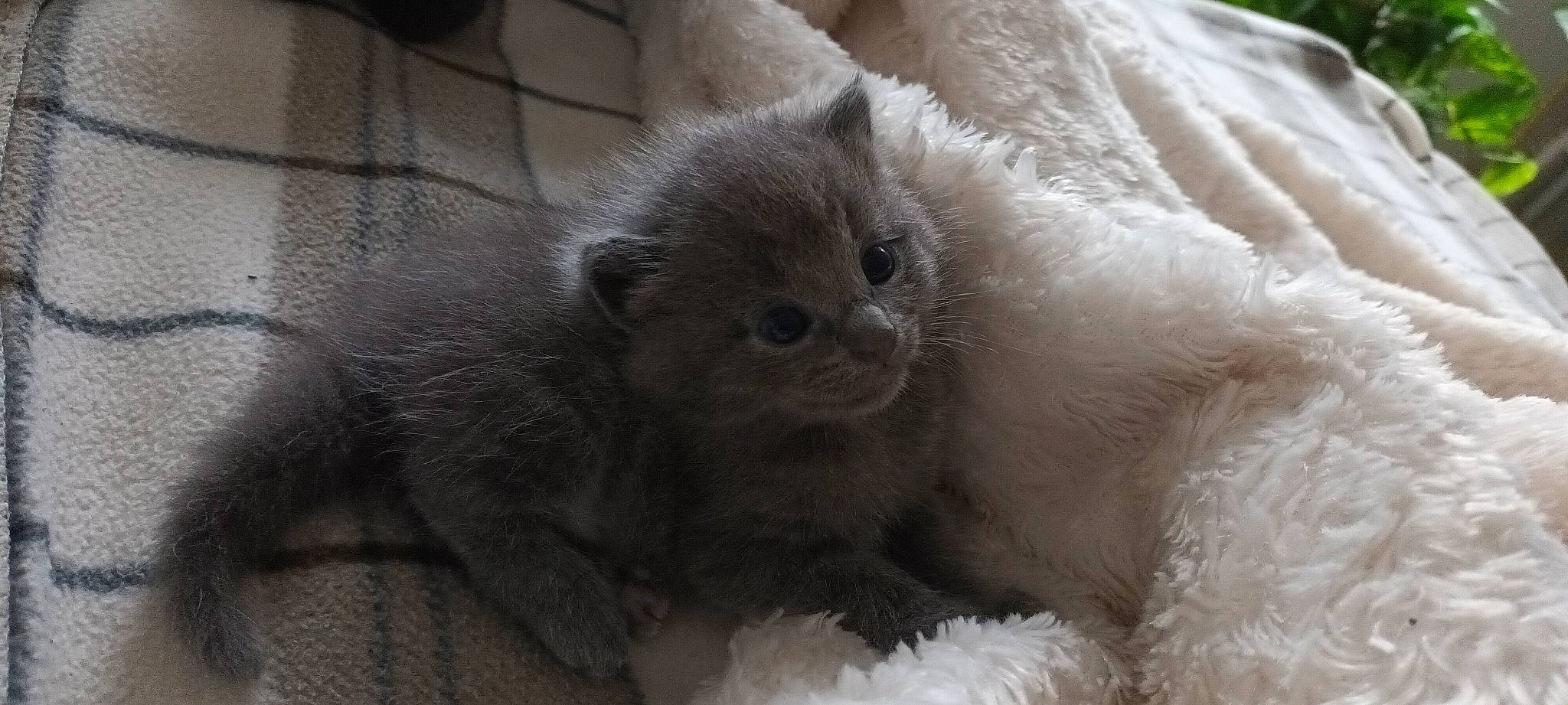 Aténa a rejoint le concours — aidez-le/la à gagner de superbes lots ! british_longhair, carnivore, cat, claw, comfort, fawn, felidae, fur, paw, small_to_medium_sized_cats, tail, terrestrial_animal, whiskers